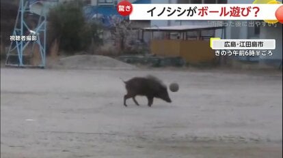 ボールをくわえると、ポイッと放り投げたり、鼻先でツンツンと突いて転がしていたイノシシ