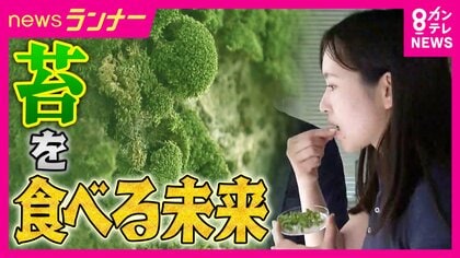 「薬の代わりにコケを食べる未来」も　食用コケ「鉄分ホウレンソウの25倍」　フィルター化で「化学薬品に代わって工業排水処理に活用も」　約5億年前から存在する「コケ」の秘めたる力