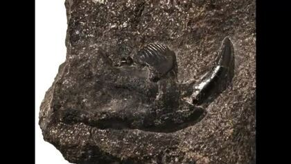 8000万年前の新種哺乳類化石を発見　「コシキバータル・カシマエンシス」と命名　薩摩川内市・甑島