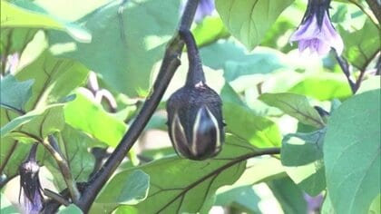 シャキシャキの歯ごたえでおいしい！　薄皮丸なす×あのみのり　浅漬け向きのナスの新品種・N1号デビュー・収量の安定確保に期待【山形発】