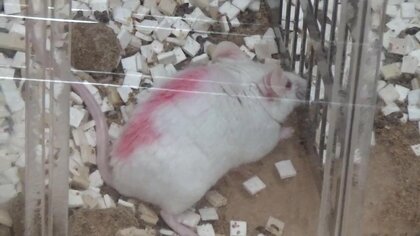 孤独で仲間を求める“脳”の働きを解明!?マウスでの実験結果を発表…人間に応用できるのか研究者に聞いた