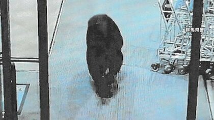 「つかまれて払いのけた」鉢合わせした人も…スーパーに侵入したクマに襲われ買い物客2人ケガ「客に覆いかぶさっていた」目撃者から通報　群馬・沼田市