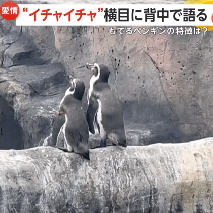 「オレも彼女いるし～？」“イチャイチャ”横目に直立不動の“ソロペンギン”…真相は？　モテるポイントも発覚　広島・福山市立動物園