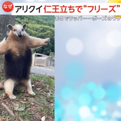 【激写】アリクイのラッパーポーズが「かわいすぎる！」　両手広げ仁王立ち…実は威嚇姿勢「この爪でやっちゃうぞ！」　静岡・伊豆アニマルキングダム