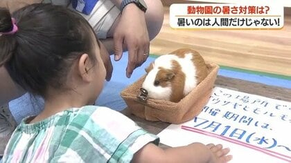 熱中症対策で動物園が変わった　屋内でウサギと触れ合い・スタッフ全員にファン付き作業服　鹿児島・平川動物公園