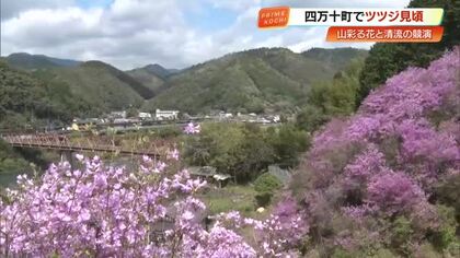 【四万十町】住民が約20年育てる「フジツツジ」裏山に咲き誇る　見頃は今月中旬まで