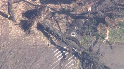 世田谷・砧公園で“高さ10メートル超の桜”倒木　70代女性が下敷きに…病院搬送され軽傷　倒木の原因は不明