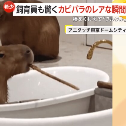 カピバラが棒をくわえてクルクル…見事な棒回し　飼育員も驚くレアな瞬間は“歯磨き”　東京・文京区「アニタッチ東京ドームシティ」