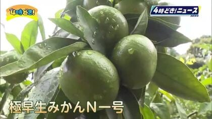 「おいしくできました」日南市で極早生みかん収穫始まる