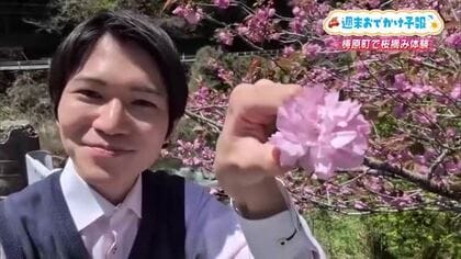 遅咲きの「八重桜」が見頃の梼原町で“花摘み”体験？19日は絶好のお出かけ日和に【高知】