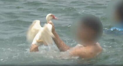 沖縄の伝統行事「糸満ハーレー」の“アヒル取り”が動物虐待告発で危機。当事者たちが語る伝統文化への思いや代替案