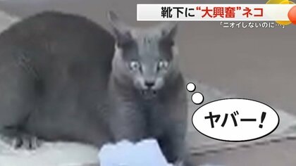 「ニオイしないのに…」　脱ぎたての靴下に“大興奮”のネコ　ニオイをかいで驚いた表情や顔そむけるしぐさも　福岡市