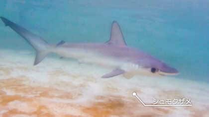 思い出のプールに泳ぐサメ。廃校を水族館にした過疎の町の逆転劇