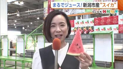 まるでジュース！新潟市産“スイカ”　天候に恵まれとびきり甘く「確かなものお届けできる」