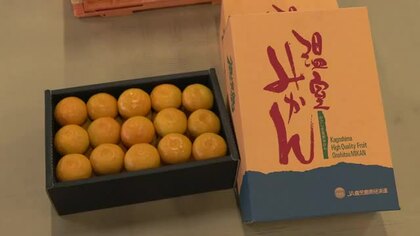 出水市でハウスミカン収穫始まる　甘さ際立つ【鹿児島】