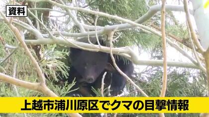 【クマ目撃情報】新潟・上越市で体長約1メートルのクマ目撃　民家まで約150メートル
