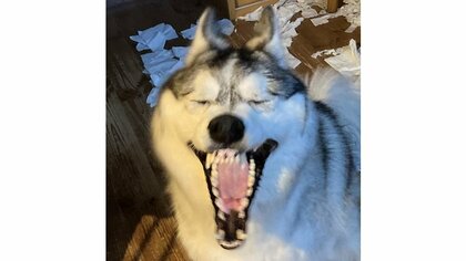 「いまだかつてあっただろうか」留守中に部屋を散らかしたハスキーがドヤ顔でお出迎え…やりきった感がすごい！