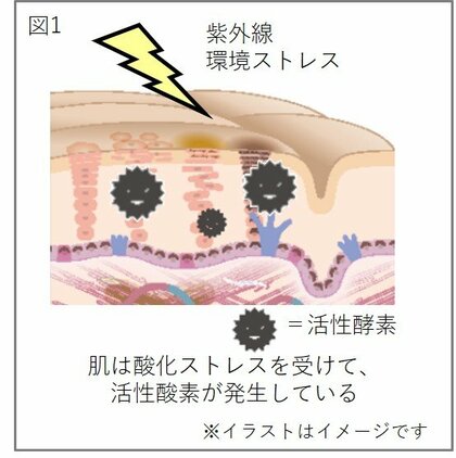 フラボノイドとアスコルビン酸の相乗効果で表皮細胞の酸化を防ぐ力を強化
