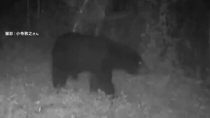 東京・八王子で体長1メートル超えるクマ出没　イノシシ用ワナ周辺を徘徊する様子カメラに　クマ用のワナ近く設置へ