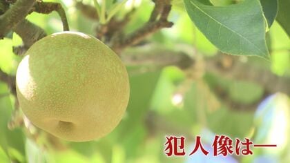 「何もない。きれいにない」 収穫直前のナシ 約6000個が盗まれる   やりきれない生産者の思い   泥棒の犯人像は―【福岡発】