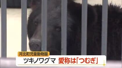 「歴史と思い出たくさん紡いで」　ツキノワグマ愛称「つむぎ」に決定　山形・河北町児童動物園