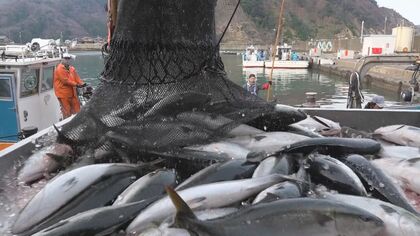 寒ブリが大漁！1日に1400本、17キロ超えの大物も　福井県美浜町の日向漁港　「待ちに待った！」今季一番の水揚げ