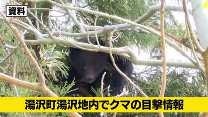 【クマ目撃情報】新潟・湯沢町の畑でクマ1頭目撃　警察と町が警戒活動