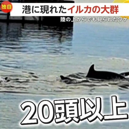 【独自】「本当にびっくり仰天」港に“20頭以上”の大群で泳ぐイルカ出現　撮影者「岸から20メートルくらい」　いけすからこぼれる餌に集まる“魚”が狙いか　鹿児島市