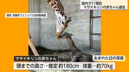 キリン様　御確認用ページです。 立てないキリンの赤ちゃんをすくえ 安佐動物公園の挑戦 (静山社ノン