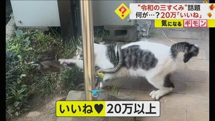 令和の三すくみ】鳥を襲う野良ネコに巻き付くヘビ “三つどもえの戦い