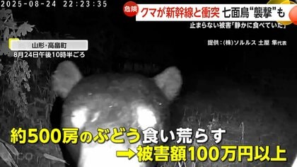 値下♪①※くまは売り切れました 群馬県沼田市:スーパー店内に体長1・4mのクマ「客に覆いかぶさって