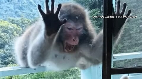 【追跡】湯河原で人慣れしたサル凶暴化　“15匹に襲われ”男性搬送　GPSでボスを監視強化　空き家にサルが出入りも
