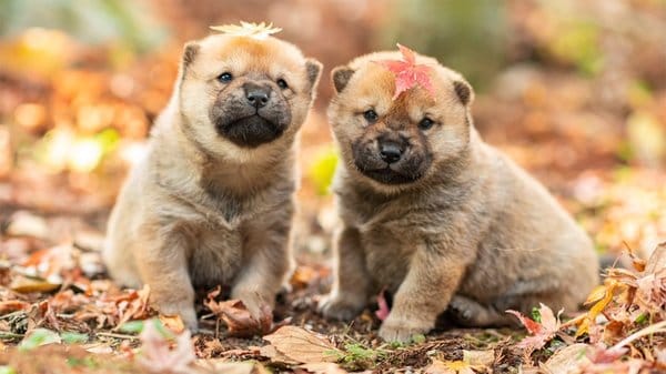 かわいすぎる Snsで話題の希少犬種 山陰柴犬 一時は絶滅の危機に 繁殖活動に力注ぐ ガールズちゃんねる Girls Channel