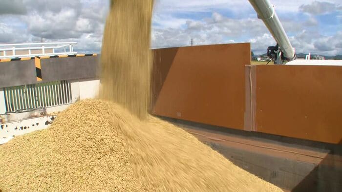 前年より約6%増の49万6000トンになる見通し