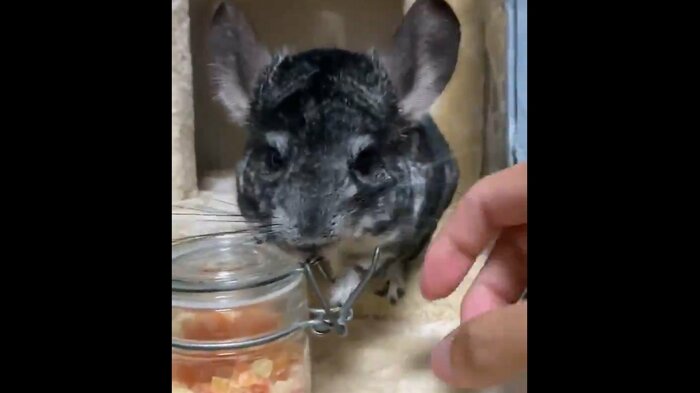 飼い主がフタを開けてあげようとすると…