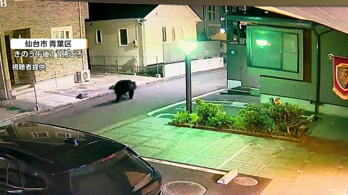 仙台市青葉区で目撃されたクマ（2026年4月）