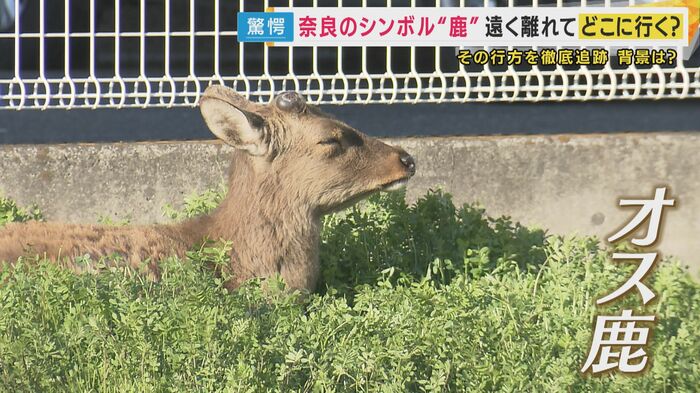 住宅街で見つかった鹿
