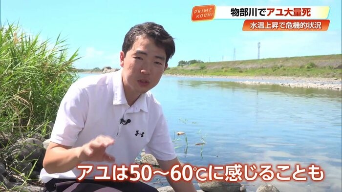 人間がひんやりと感じる水温であっても、アユにとっては人間でいえば50℃から60℃という高熱に