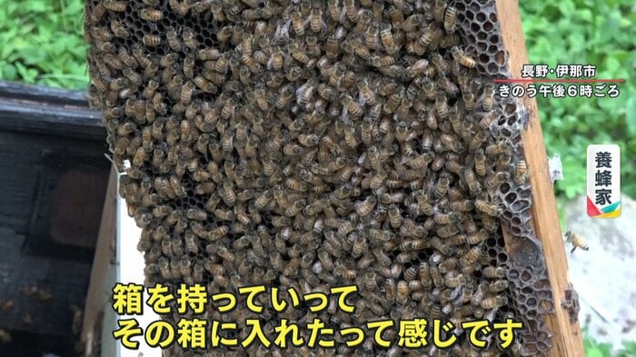 標識から回収されたハチ