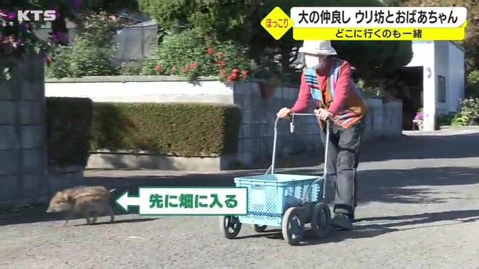 ウリ坊と一緒に畑へ