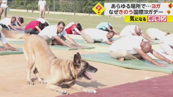 人間と同じようにヨガのポーズをとる犬