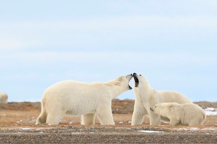 2100年までに絶滅が危惧されているホッキョクグマ