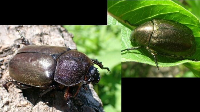 石川県ふれあい昆虫館提供:右がコガネムシ、左がカブトムシのメス