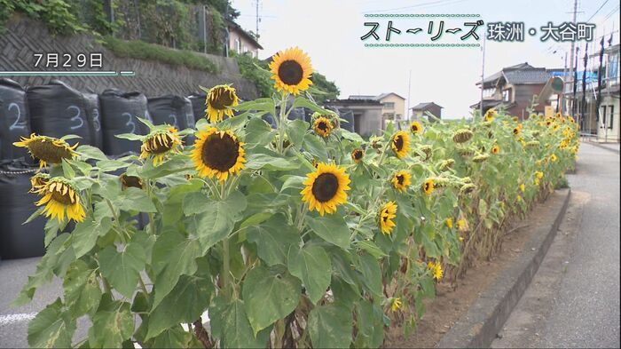 暢子さんが育てたヒマワリ 今年も綺麗に咲き誇った