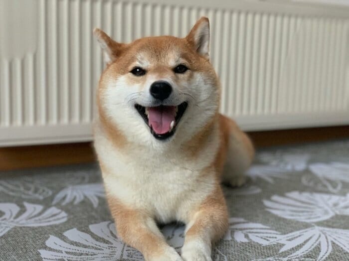 ハルちゃん(提供:柴犬ハルさん)