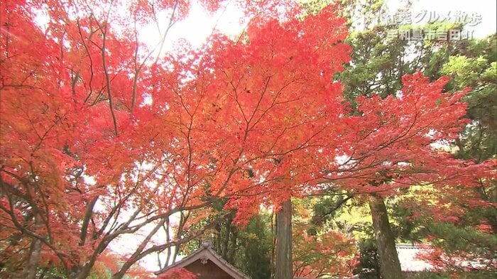 炎のように赤く色付いている