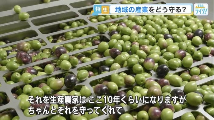 収穫したその日に搾油されるオリーブの実