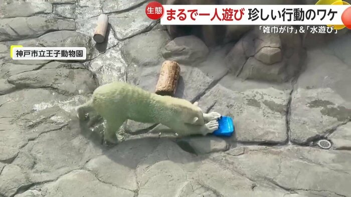 雑巾がけかのような動きをみせるホッキョクグマ(提供:神戸市立王子動物園)