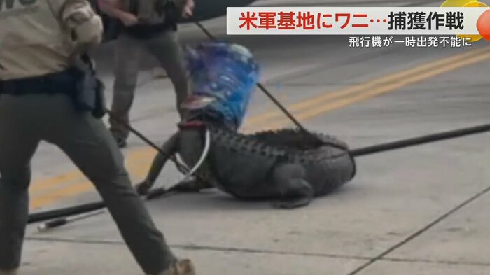頭に布を被ったワニ