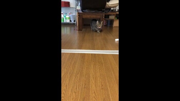 ボール遊びをするトメ次くん